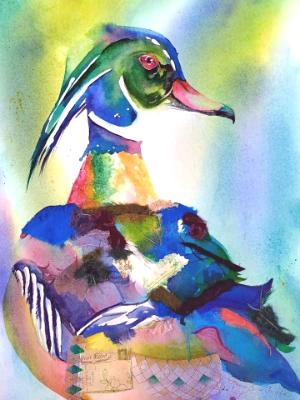 Wood duck