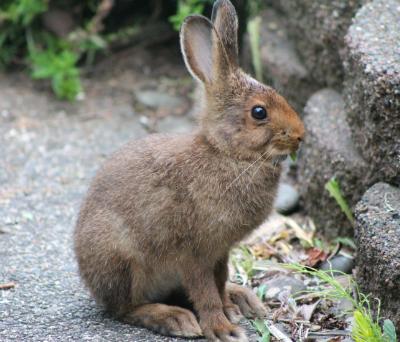 Baby Bunny Baby Bunny