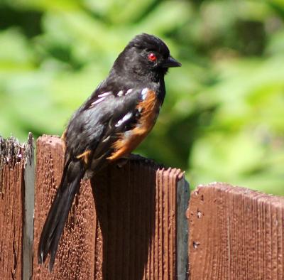 Spotted Towhee Spotted Towhee