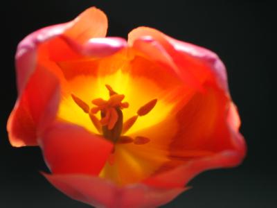 Tulip in the sunlight Tulip in the sunlight